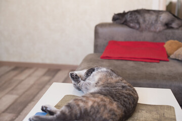 Young cat lies on a table and a cat sleeps on sofa