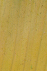 texture of a yellow leaf 
