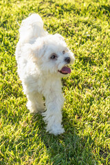 Adorable Maltese Puppy Playing In The Yard