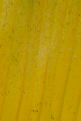 texture of a yellow leaf 
