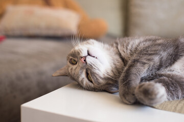 Young tabby cat lies on a table resting showing fang