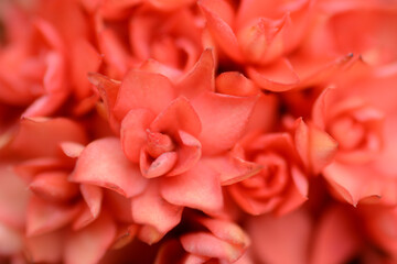 close up of pink roses background texture 