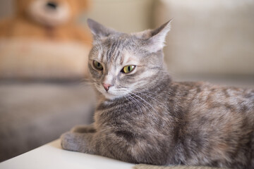 Young tabby cat lying looking to the side isolated on a sofa background