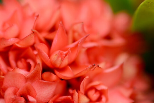 close up of pink roses background texture © pangcom