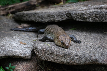 lizard on the stone