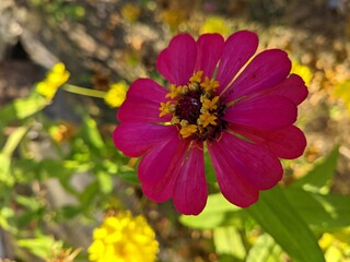 pink and yellow flowers