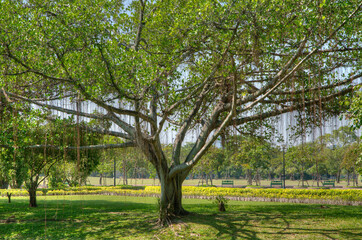 A Huge Tree with Sprawling Branches and Hanging Roots (in high dynamic range)