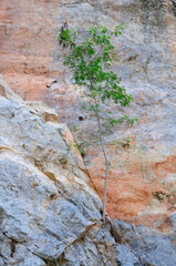  A Small Tree Growing on a Rock