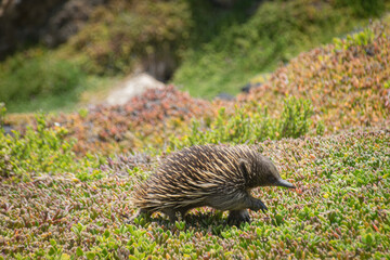hedgehog in the grass