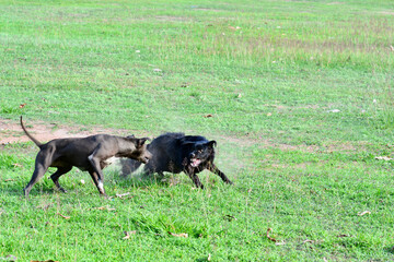 black dog running in the field