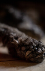 small dog paw resting on the ground, selective focus