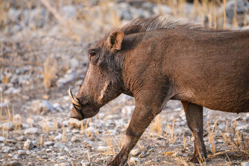 warthog in the wild