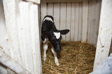 Young calf breed in a stall for calves with straw. © ksubogdanova