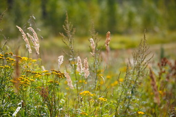 Summer or autumn field grass