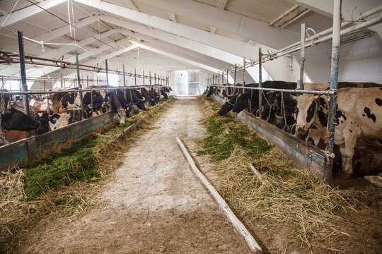 agriculture industry, farming and animal husbandry concept - herd of cows in cowshed stable on dairy farm
