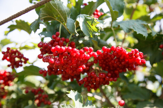 Ripe Red Viburnum Berries On A Branch.