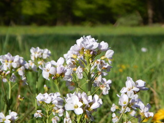 white flowers in the garden