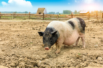 Cute little pig covered in mud.