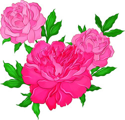 beautiful big pink peonies vector