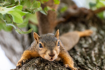 Closeup of Fox Squirrel clinging to tree