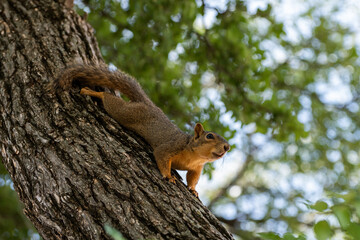 Eastern Fox Squirrel laying flat against tree