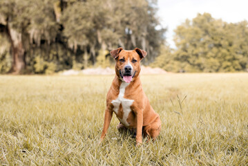 Pitbull mix dog enjoying a sunny day at the park