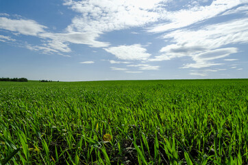 a large field of fresh green grass and a blue sky with clouds sharpness in the foreground