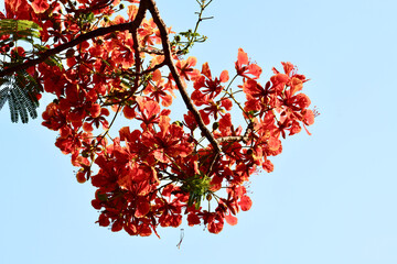 beautiful red or orange leaves background