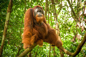 Big orangutang in rain forest in Sumatra