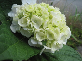 white hydrangea