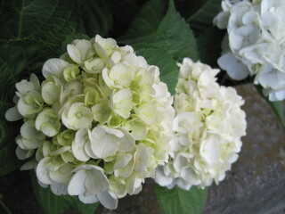 white hydrangea