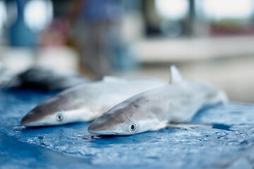 Small baby shark for sale at Seafood Market