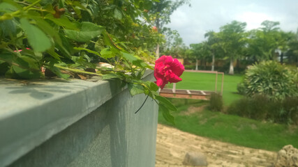 red rose in a garden