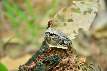 frog on the ground