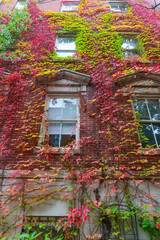 Fototapeta na wymiar Victorian homes from street in Boston red brick exterior with Boston ivy in autumn colors draped down walls and around windows