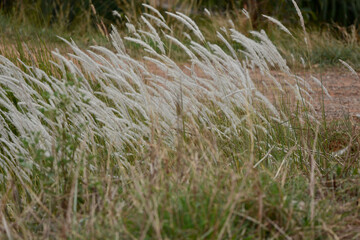 reeds in the wind