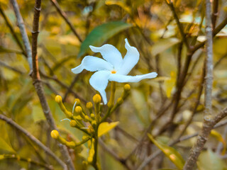 Fototapeta na wymiar white flowers in the forest