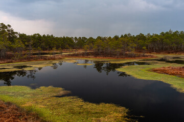 Swamp on a beautiful sunny day in great colors