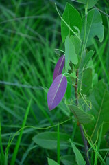 Purple leaves of Irvingia malayana