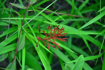 Red fabaceae
