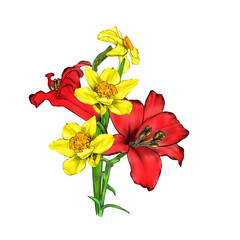 Creative composition in the form of a bouquet of garden flowers. Red lilies and yellow daffodils on a white background. Close-up. Illustration for print, drawing for creating floral patterns.