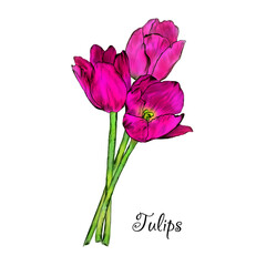 Creative composition in the form of a bouquet of garden flowers. Pink tulips on a white background. Close-up. Illustration for print, drawing for creating floral patterns.