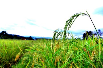 rice field in thailand