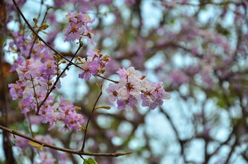 Largerstroemia flowers are showy purple in summer of Thailand 