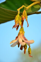 Dipterocarpus intricatus flowers are blooming