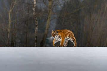 Siberian Tiger running in snow. Beautiful, dynamic and powerful photo of this majestic animal. Set in environment typical for this amazing animal. Birches and meadows
