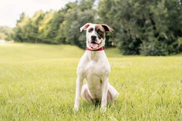 Mixed rescue dog enjoying sunny park and green grass