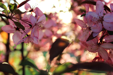 Backlit pink flowers on a tree