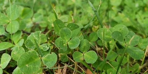 green moss on the ground