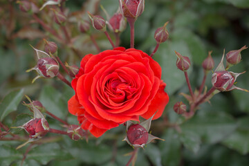 Blooming beautiful colorful fresh rose w
